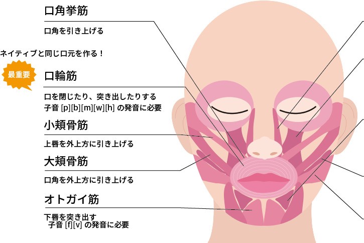 発音のトレーニング